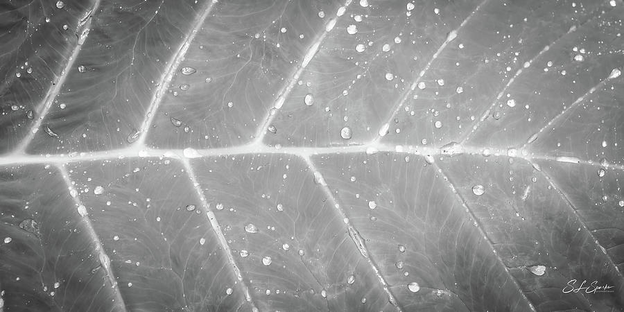 Leaf And Rain Design Black And White Photograph by Steven Sparks