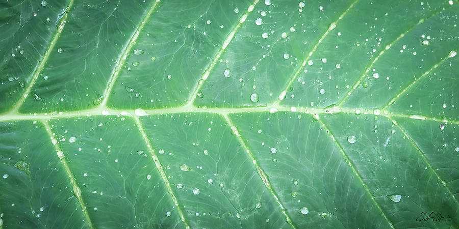 Leaf And Rain Design Photograph by Steven Sparks
