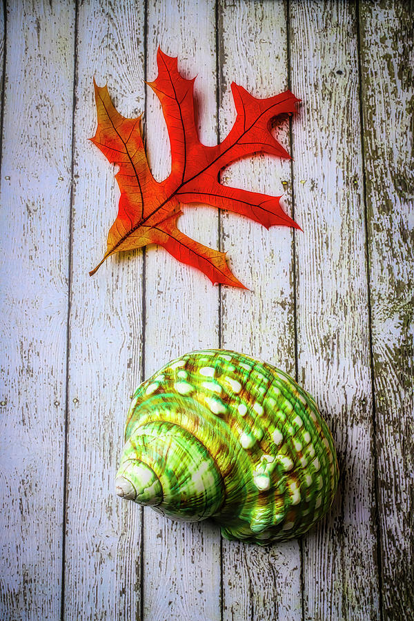 Leaf And Shell On Old Wood Planks Photograph by Garry Gay