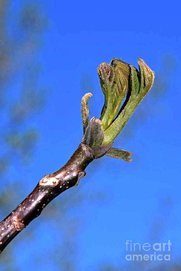 Leaf Bud Of Walnut Tree Photograph