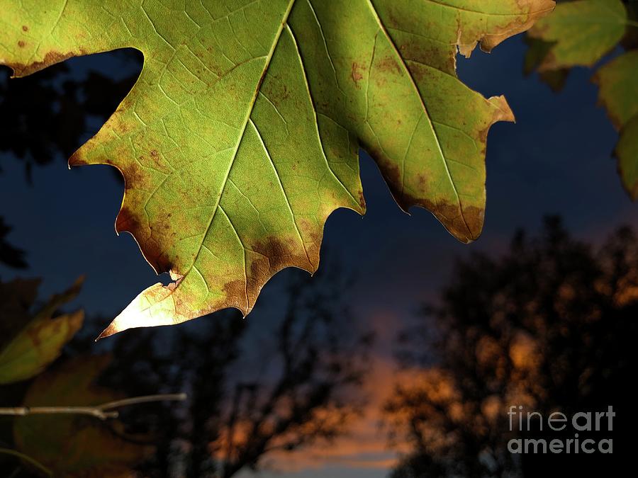 Leaf Photograph by Chris Tarpening