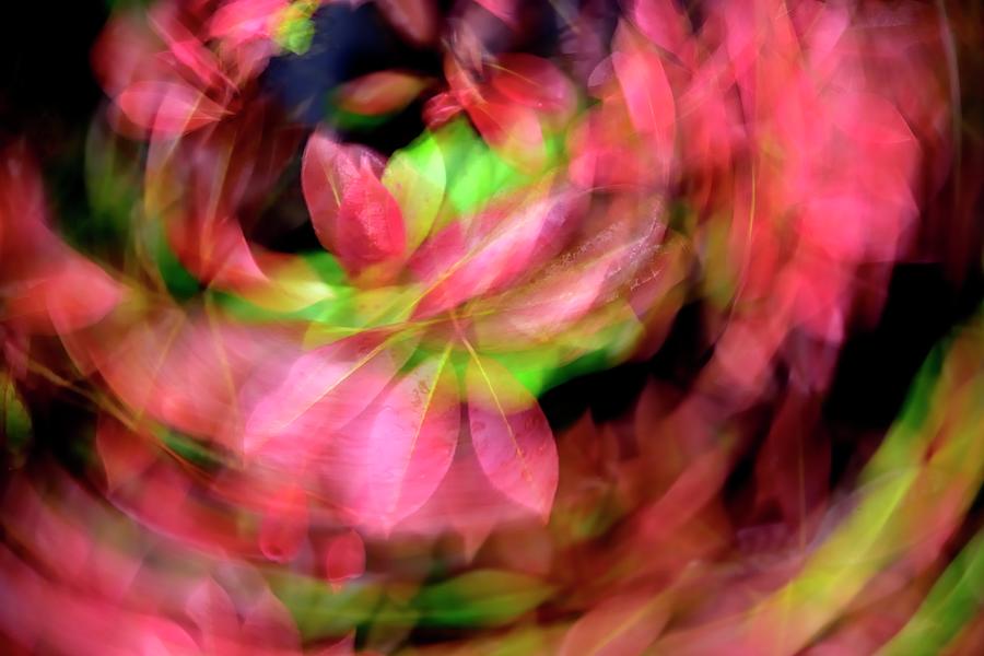 Leaf Circus ICM Photograph by Jerry Sodorff