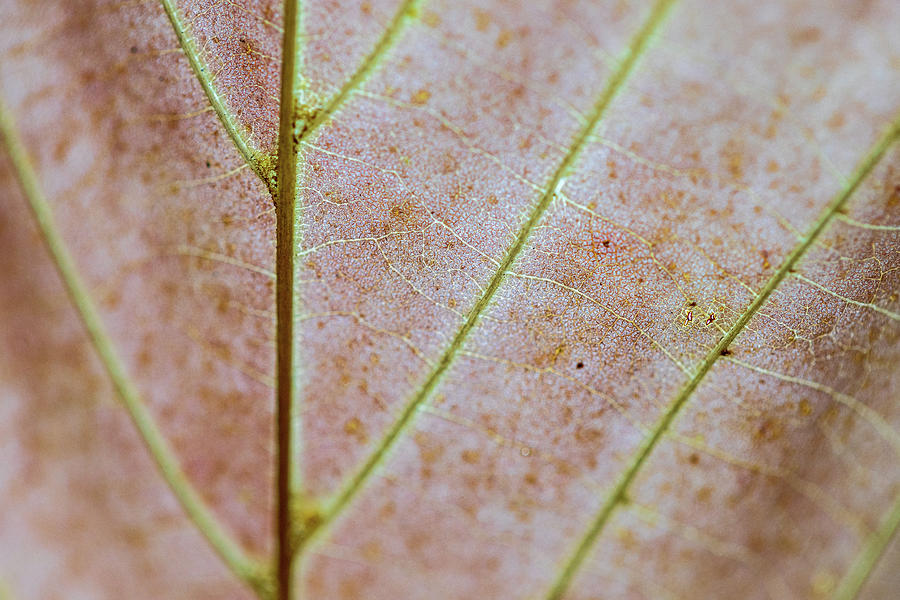 Leaf Close Up Photograph by Amelia Pearn