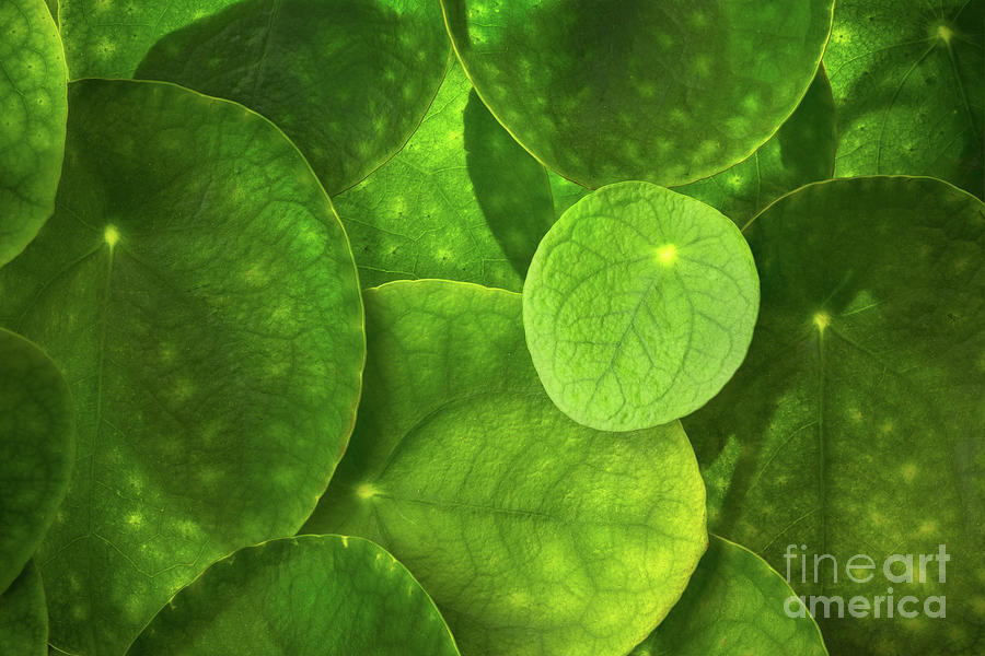 Leaf Collage Photograph by Ernesto Ruiz