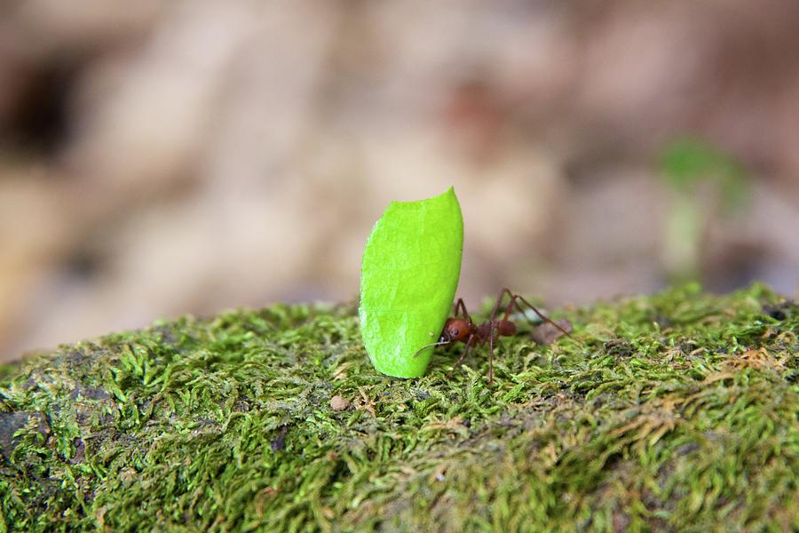 Leaf Cutter Ant Photograph by Sean Hannon