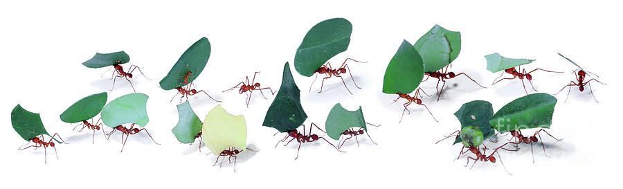 Leaf-cutter ants parade Photograph by Warren Photographic