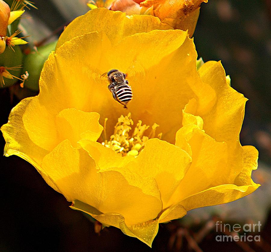 Leaf Cutter Bee on Yellow Cactus Flower Photograph by Charlene Adler