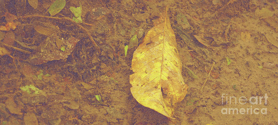 Leaf Cutter Floor Photograph