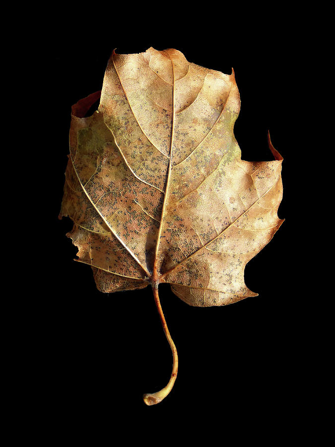Leaf 28 Photograph by David J Bookbinder