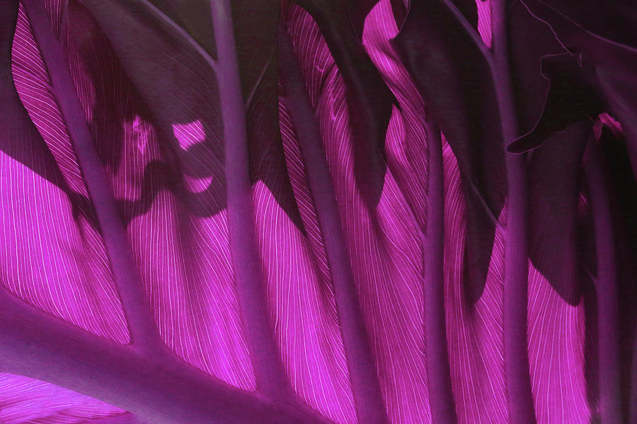 Leaf Detail 1 - Magenta Photograph by Ron Berezuk