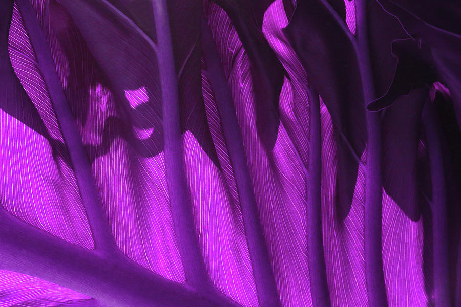 Leaf Detail 1 - Violet Photograph by Ron Berezuk