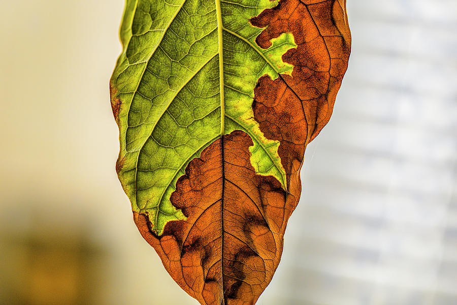 Leaf detail #j7 Photograph by Leif Sohlman