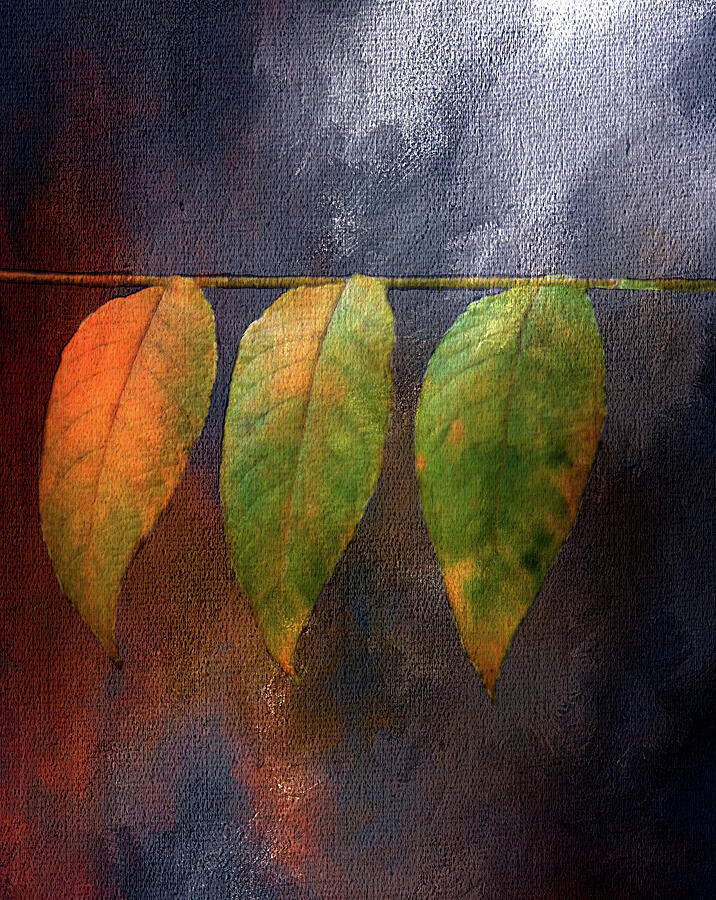 Leaf Drama Digital Art by Terry Davis