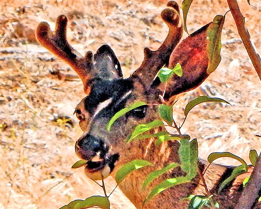 Leaf Eating Deer Photograph by Andrew Lawrence