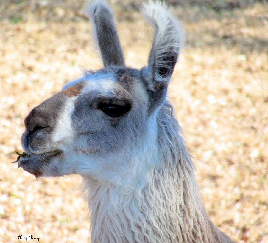 Leaf Eating Lama 2 Photograph by Amy Hosp - Pixels