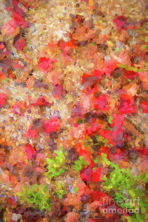 Leaf Fall 2 Photograph by Elaine Teague