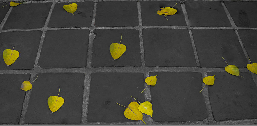 Leaf Fall Photograph by iKomputer