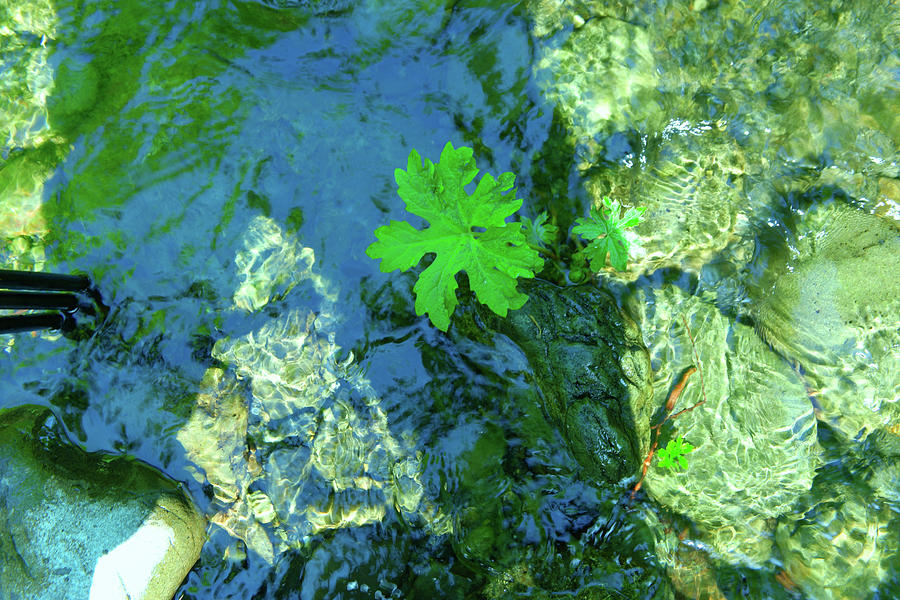 Leaf Floating In Water Photograph