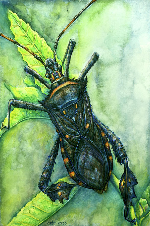 Leaf Footed Bug Leptoglossus Drawing by Trish Taylor Ponappa