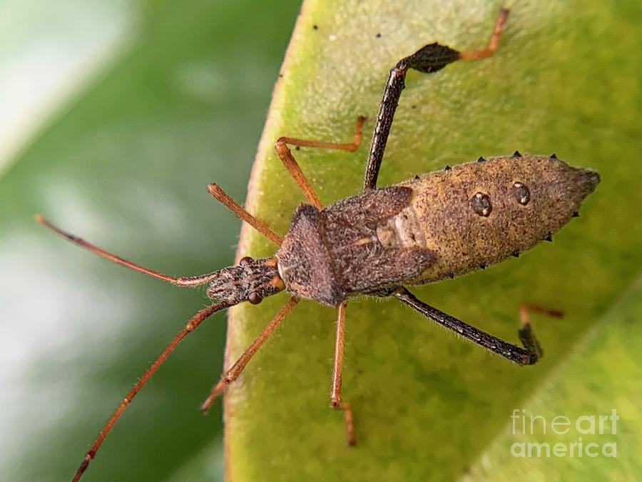 Leaf Footed Bug on Magnolia  Photograph by Catherine Wilson