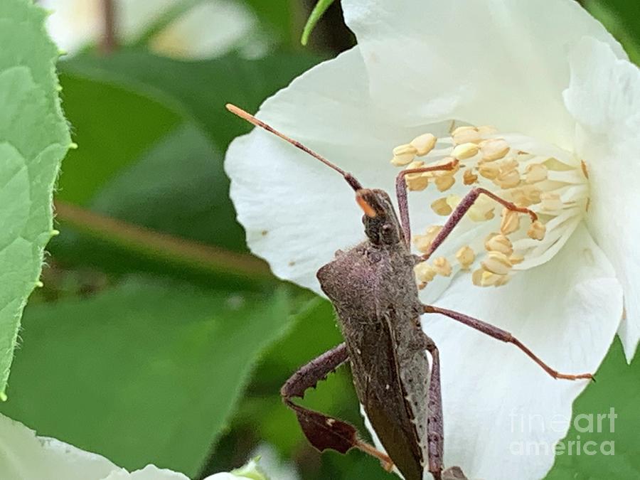 Leaf Footed Bug Time Photograph by Catherine Wilson