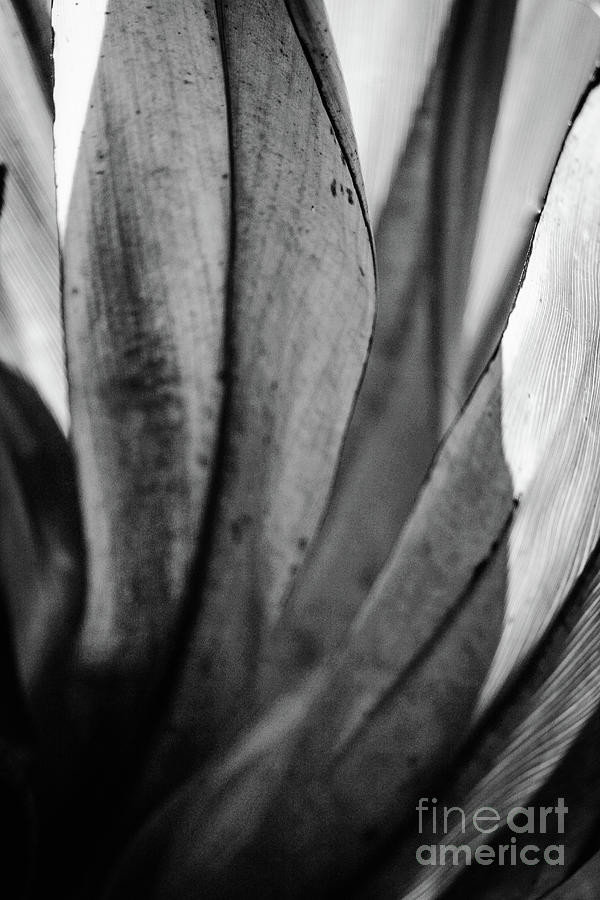 Leaf Form Black and White Vertical Photograph by Eddie Barron