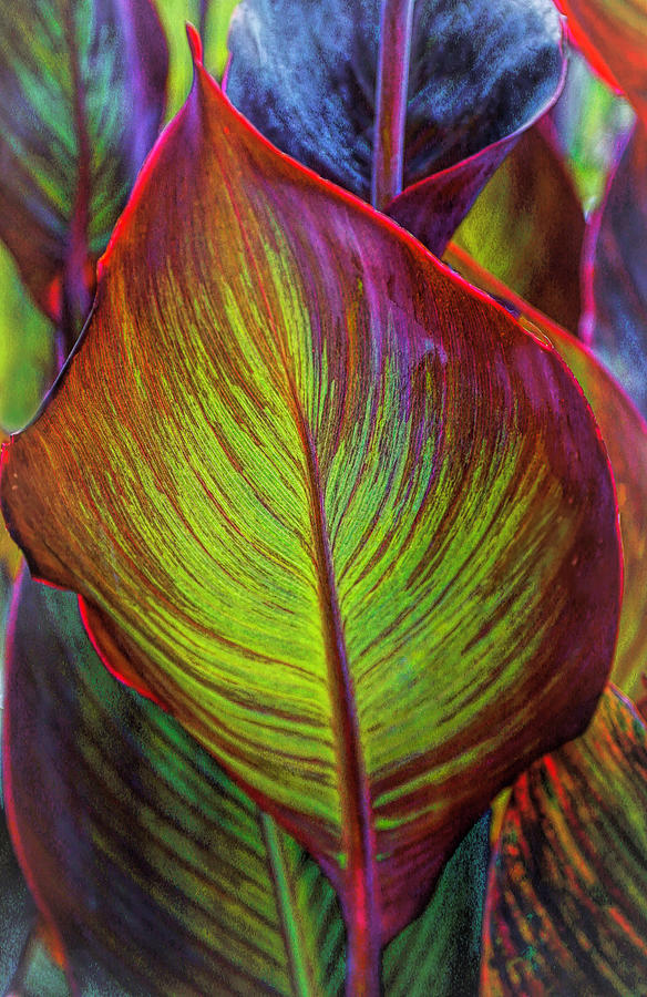 Nature Photograph - Leaf Glow by Rochelle Berman