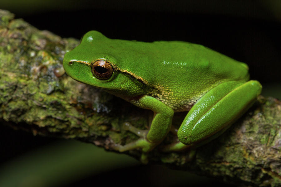 Leaf Green Tree Frog Photograph by JP Lawrence - Fine Art America