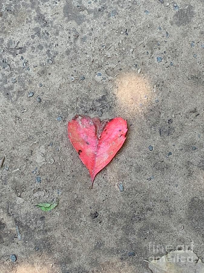 Leaf Heart Photograph by Annamaria Frost