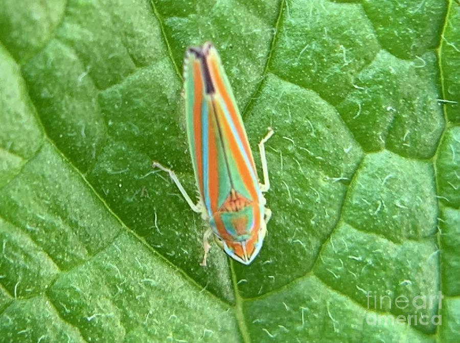 Leaf  Hopper Photograph by Catherine Wilson