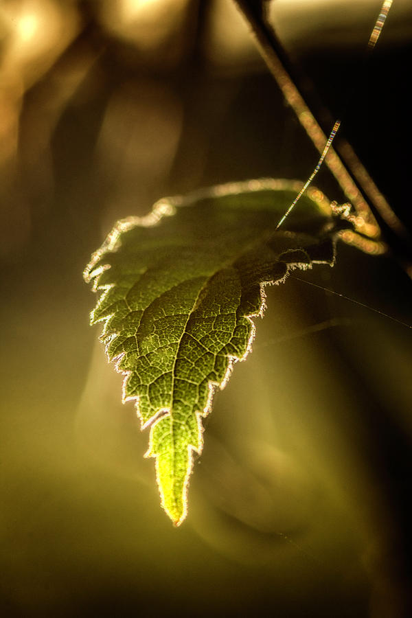 Leaf in autumn light Photograph by Wolfgang Stocker
