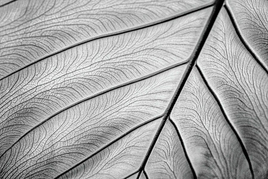 Leaf in Black and White Photograph by Stuart Litoff