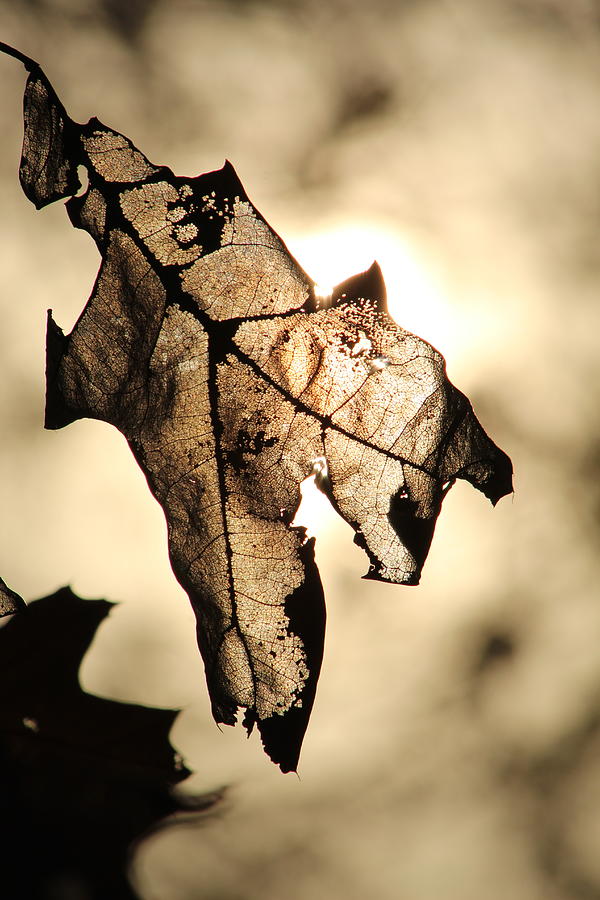Leaf in fall Photograph by Jane Ford