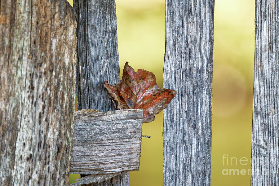 Leaf In Fence Photograph by Paul Mashburn