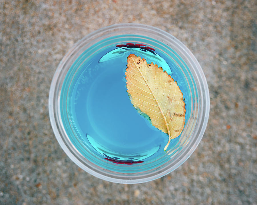 Leaf in Plastic Cup Photograph by Scott Norris