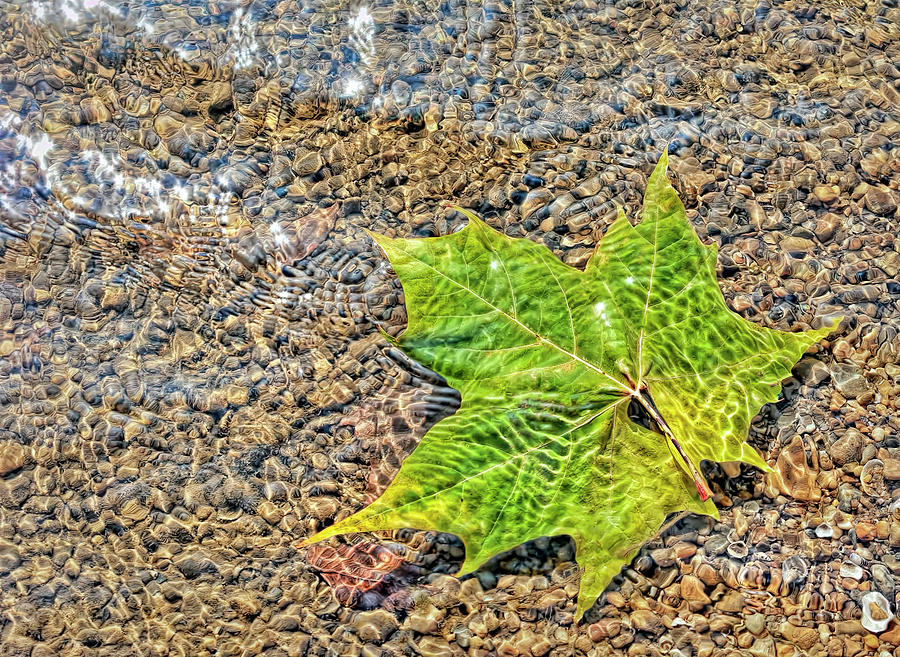Leaf In The River Photograph