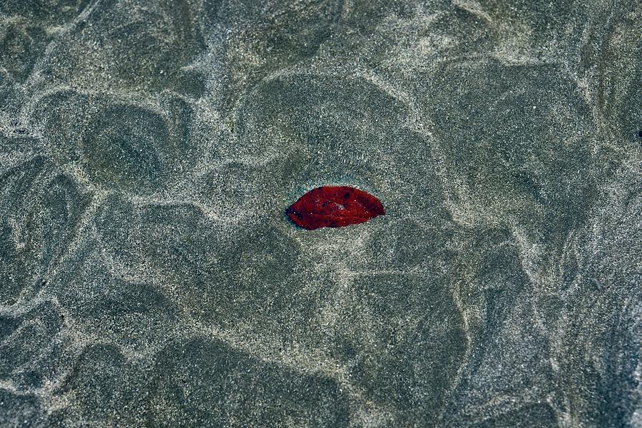 Leaf In The Sand Digital Art by David Desautel