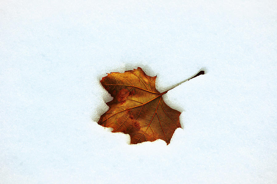 Leaf In The Snow Photograph by Gaby Ethington - Fine Art America