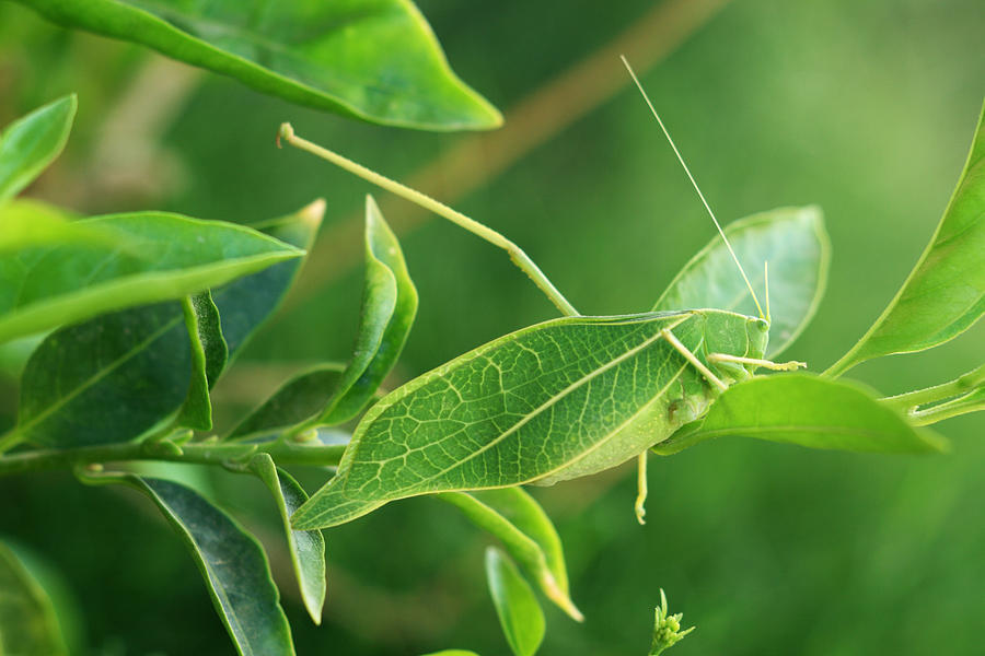Leaf Insect Photograph by Danishkhan