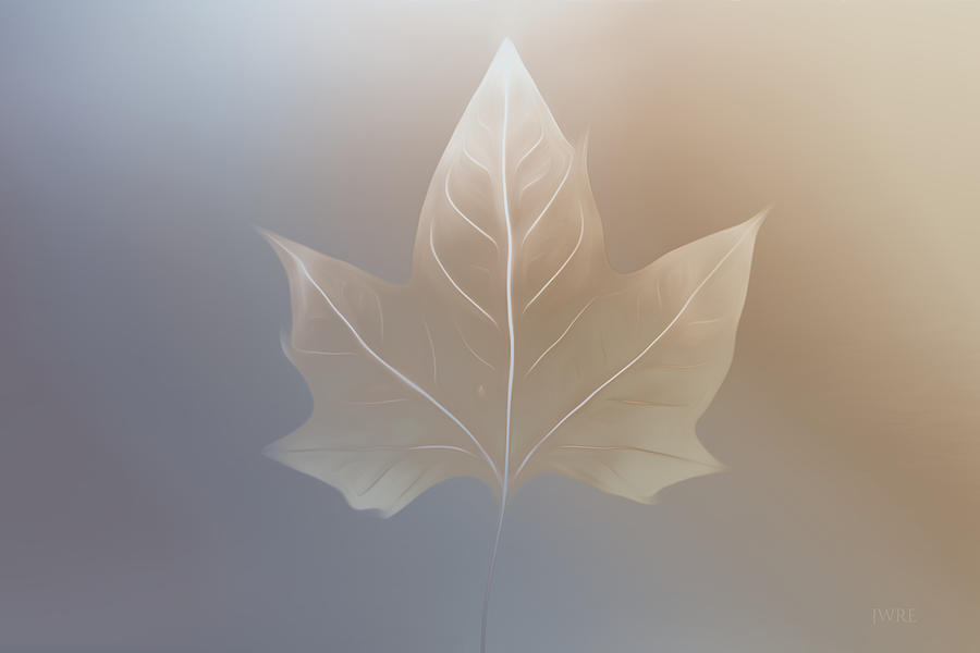 Leaf Photograph by John Emmett