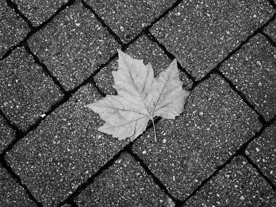 Leaf. Photograph by Lachlan Main