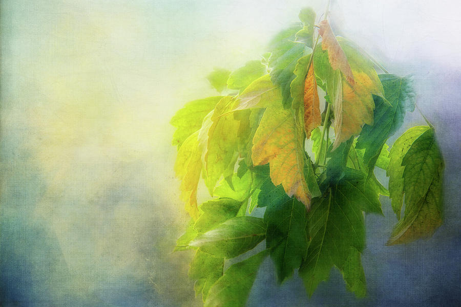 Leaf Light Beauty Digital Art by Terry Davis