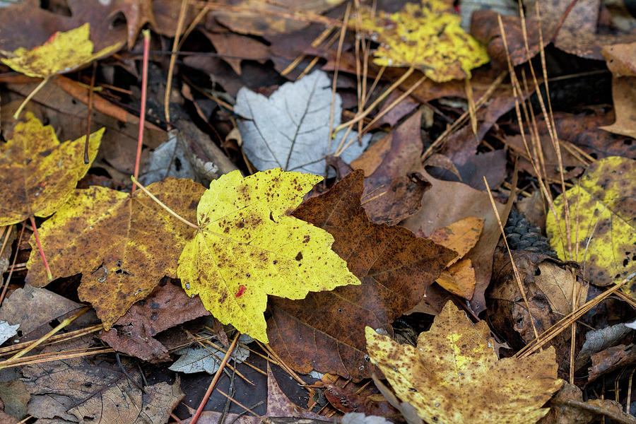 Leaf Litter Photograph by Kathy Clark