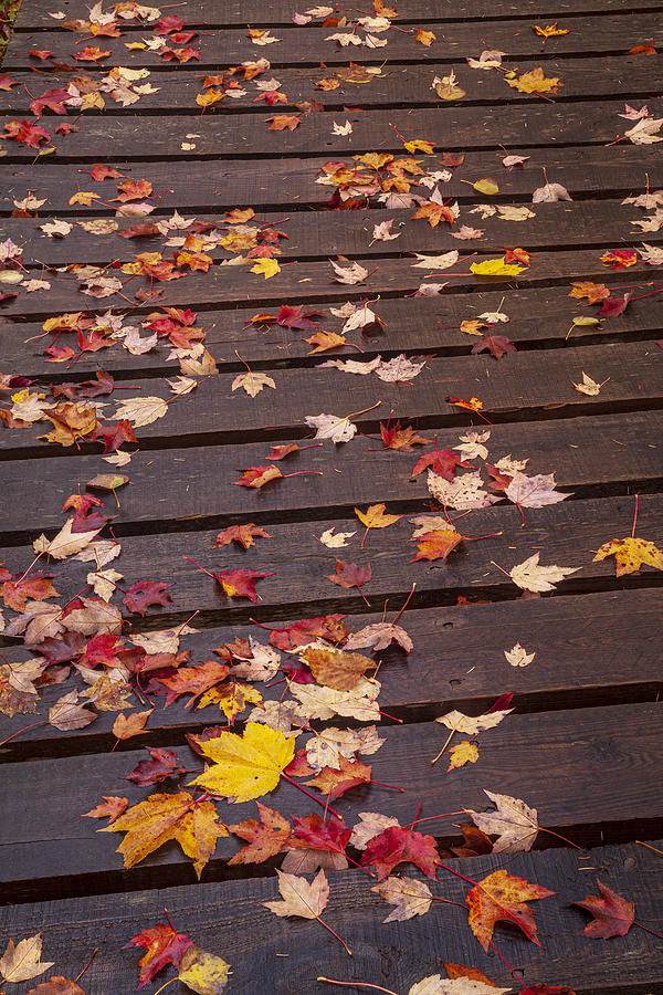 Leaf Littered Boardwalk Photograph by Irwin Barrett