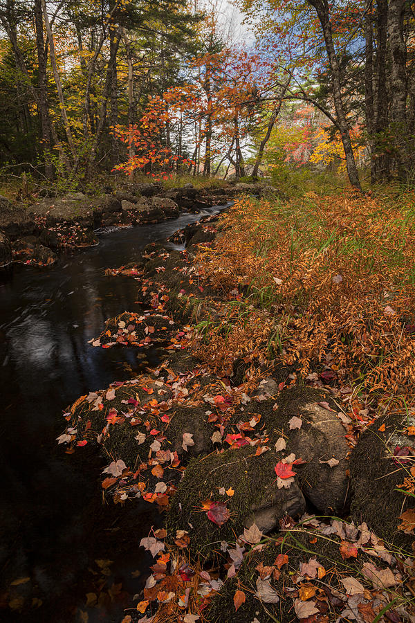 Leaf Littered Fall Brook Photograph by Irwin Barrett