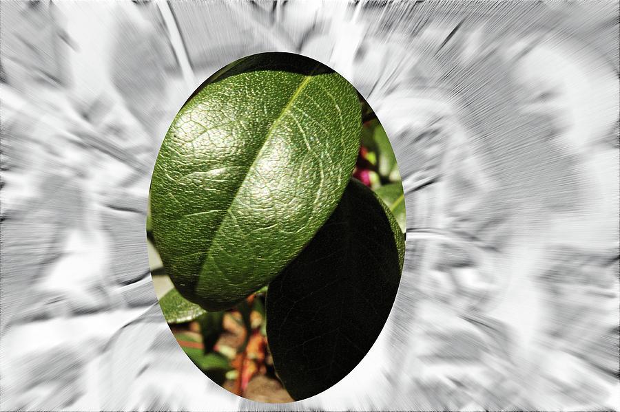 Leaf Macro Desaturate Embossed Zoom Motion Blur Digital Art