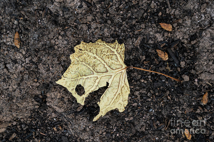 Leaf Photograph by Maresa Pryor-Luzier