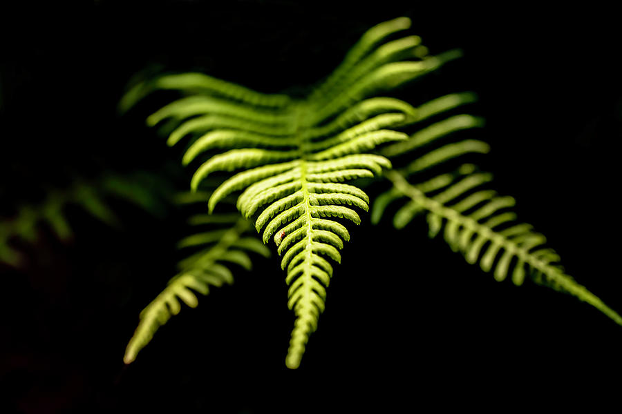 Leaf of a fern Photograph by MPhotographer