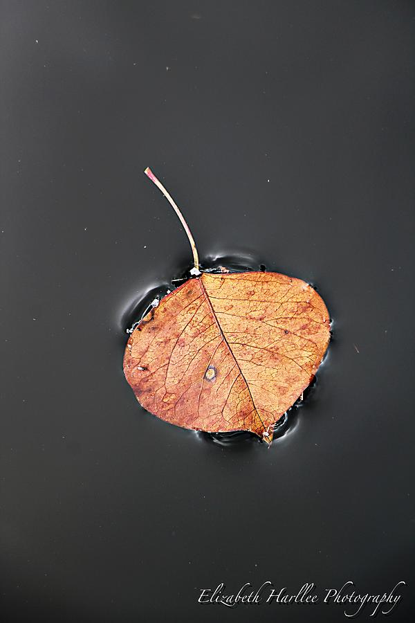 Leaf of Distinction Photograph by Elizabeth Harllee