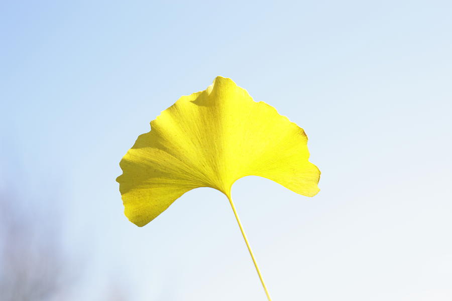Leaf of ginkgo Photograph by Sot
